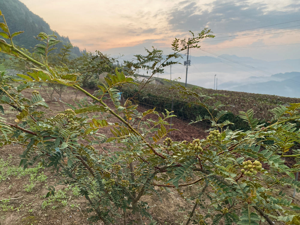 
                  
                    Spirits of Terroir -高千穂郷・奥阿蘇 山椒-
                  
                